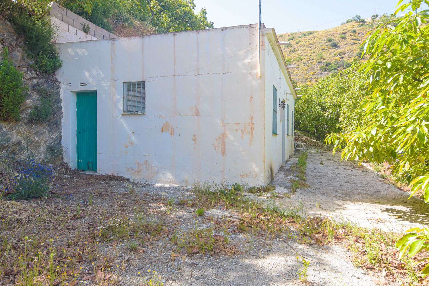 Finca de aguacates con cortijo a la venta en la zona del cañuelo