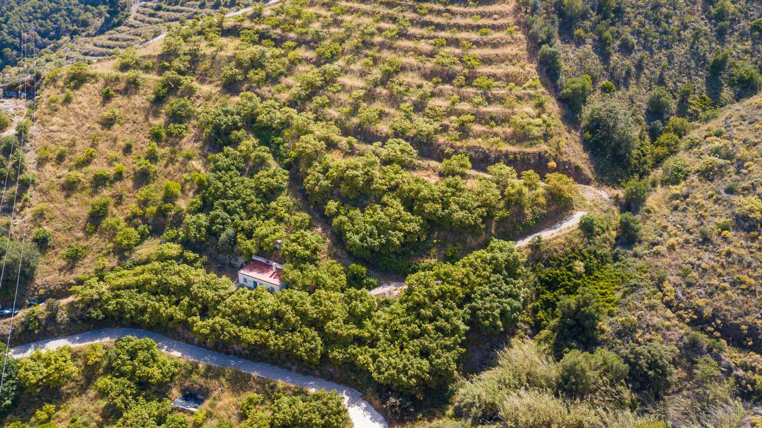 Finca de aguacates con cortijo a la venta en la zona del cañuelo